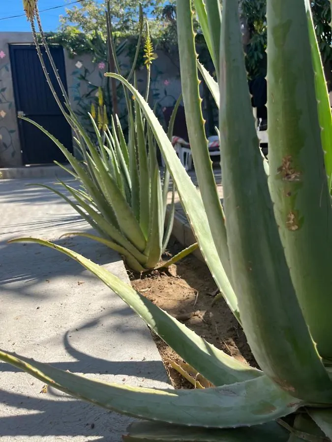 Dici Co-Living Housing Cabo San Lucas Bed & Breakfast
